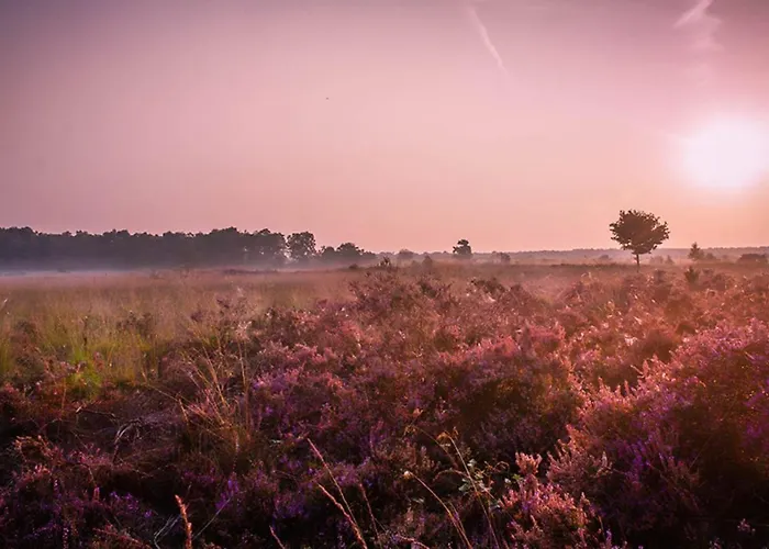 6-persoons Veluwelodge Xl Voorthuizen